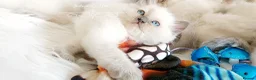Ragdoll cats for sale: READY😻PURE BEAUTIFUL RAGDOLL 😻😻😻 - Advert 19