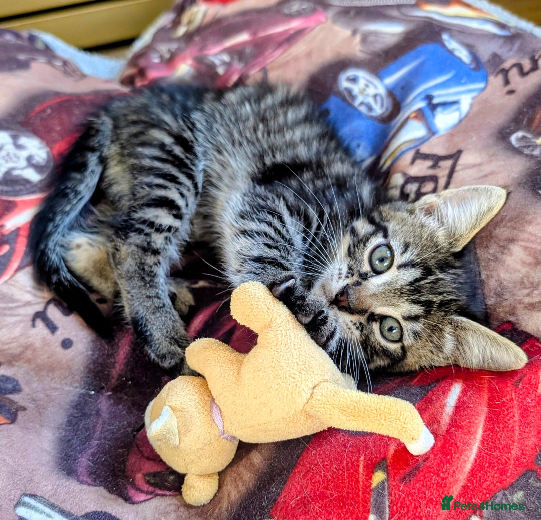 Mixed Breed cats for sale: Adorable kittens for sale - Image 12