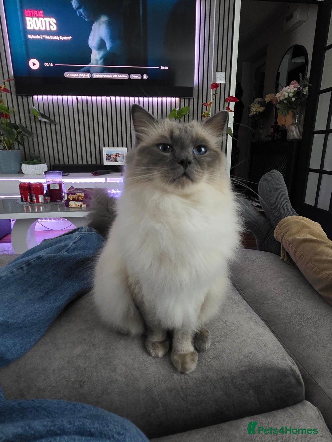 Ragdoll cats for sale: Male ragdoll 2 years old - Advert 5
