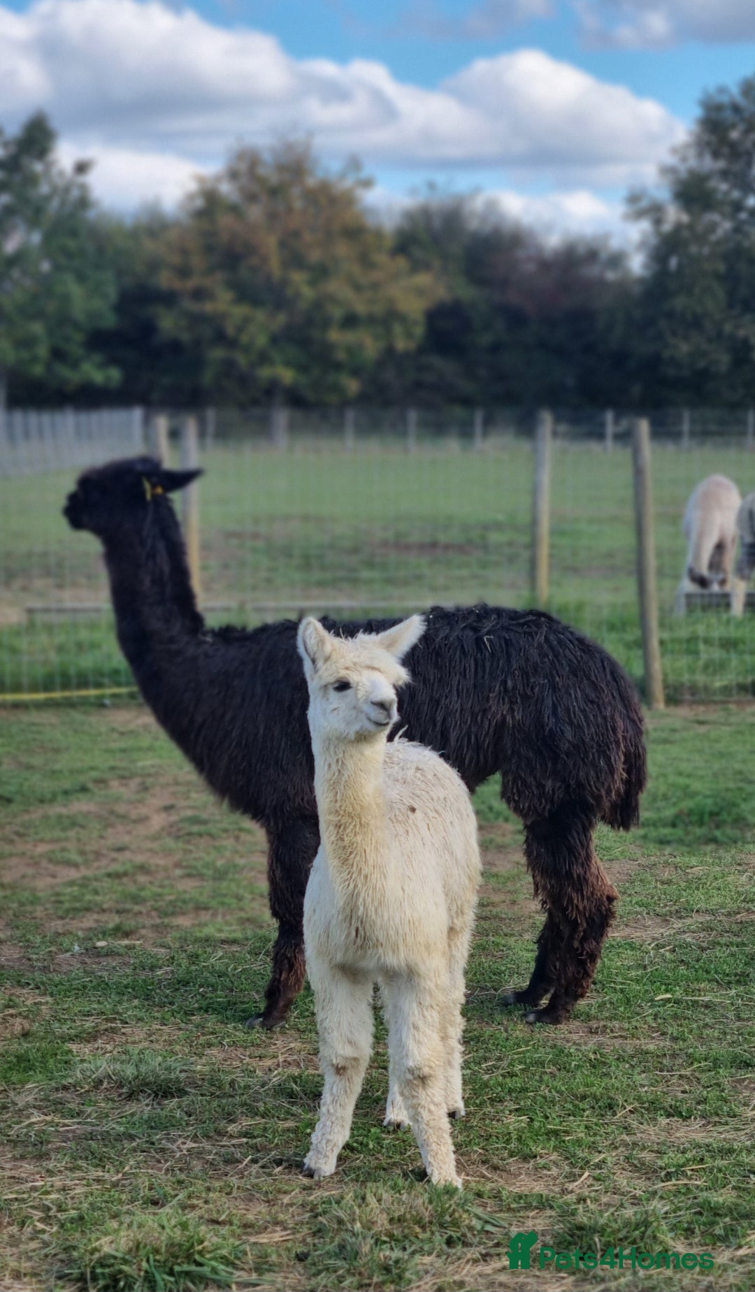 Alpaca livestock for sale: 6 Pedigree Female Alpacas - Image 8