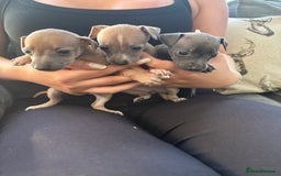 Italian Greyhound dogs for sale: Italian greyhound puppies  - Image 1