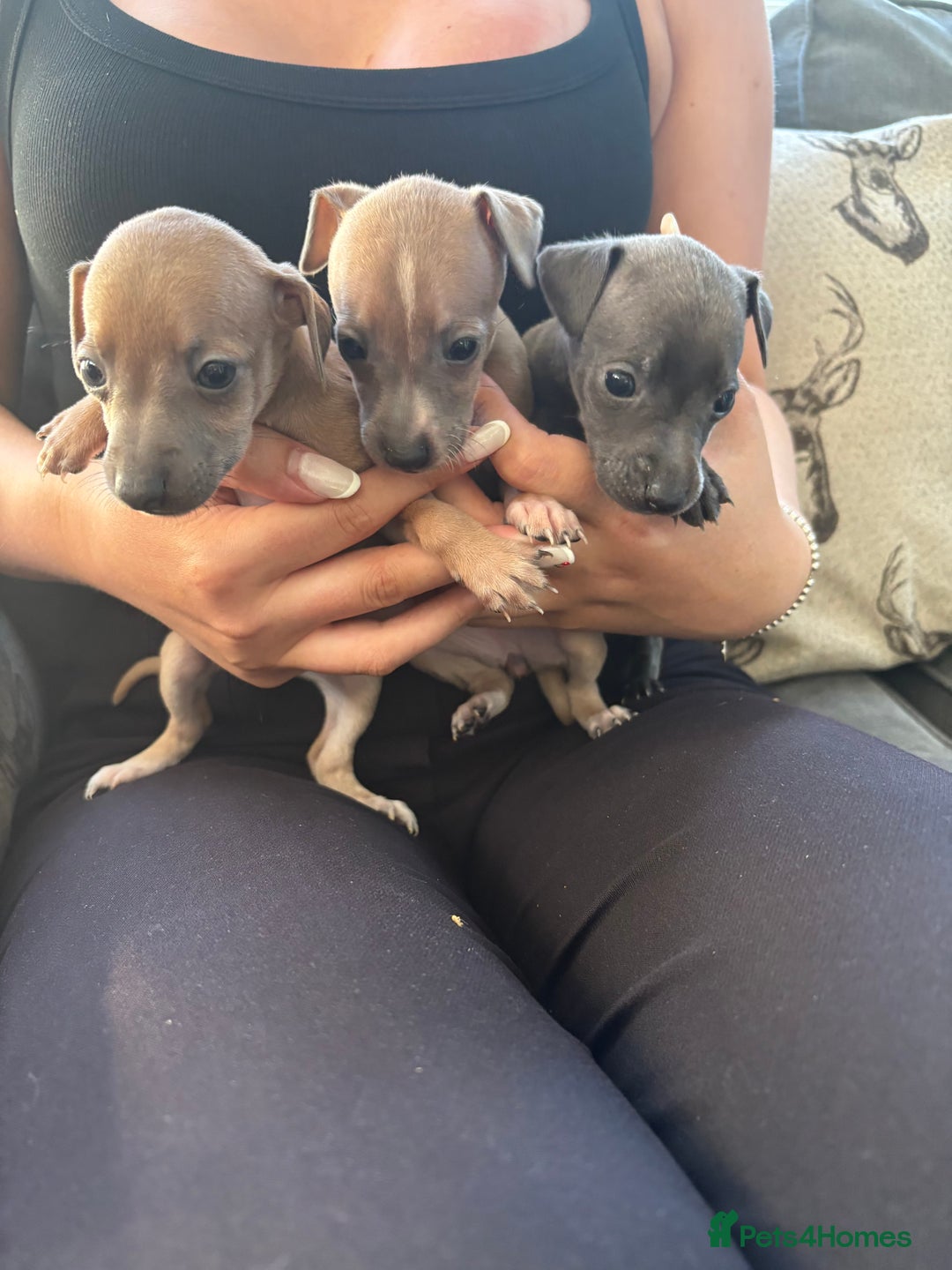 Italian Greyhound dogs for sale: Italian greyhound puppies  - Image 1