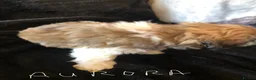 Shih Tzu dogs for sale: Beautiful Shih Tzu puppies  - Advert 22