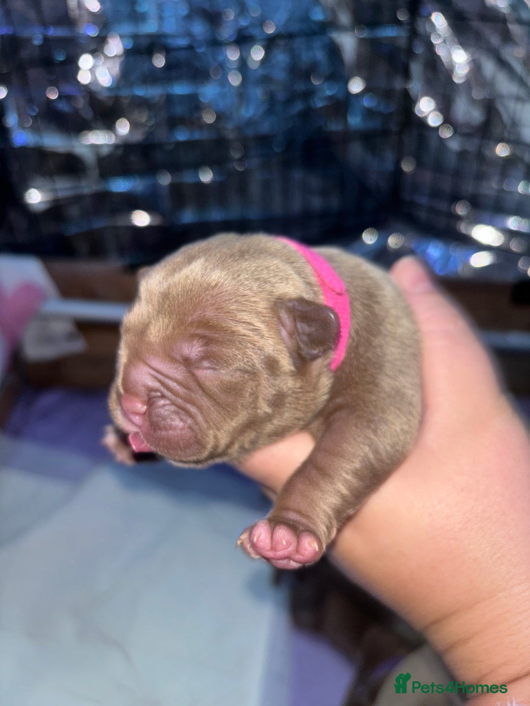 American Bully dogs for sale: Pocket bully puppy’s  - Image 35