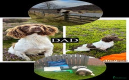 English Springer Spaniel dogs for sale: KC SPRINGER SPANIELS  - Image 12