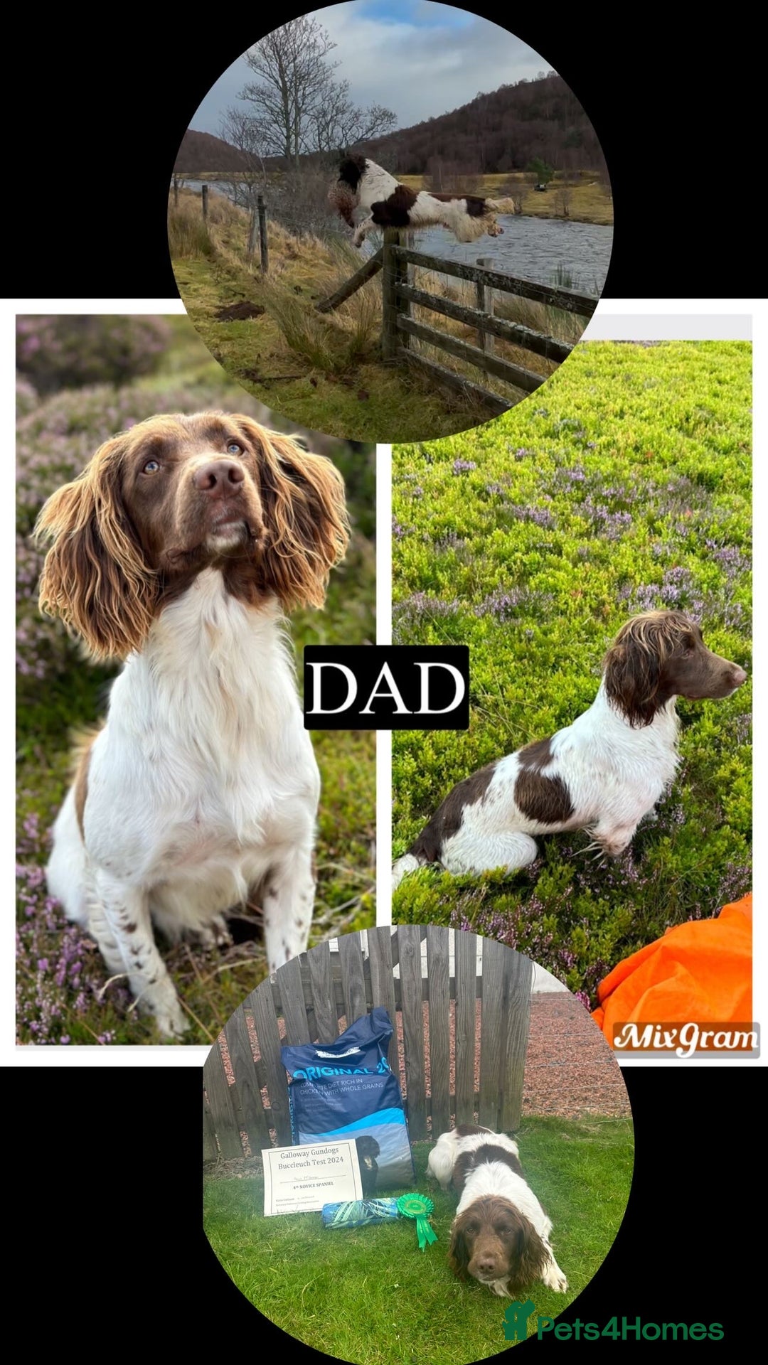 English Springer Spaniel dogs for sale: KC SPRINGER SPANIELS  - Image 12