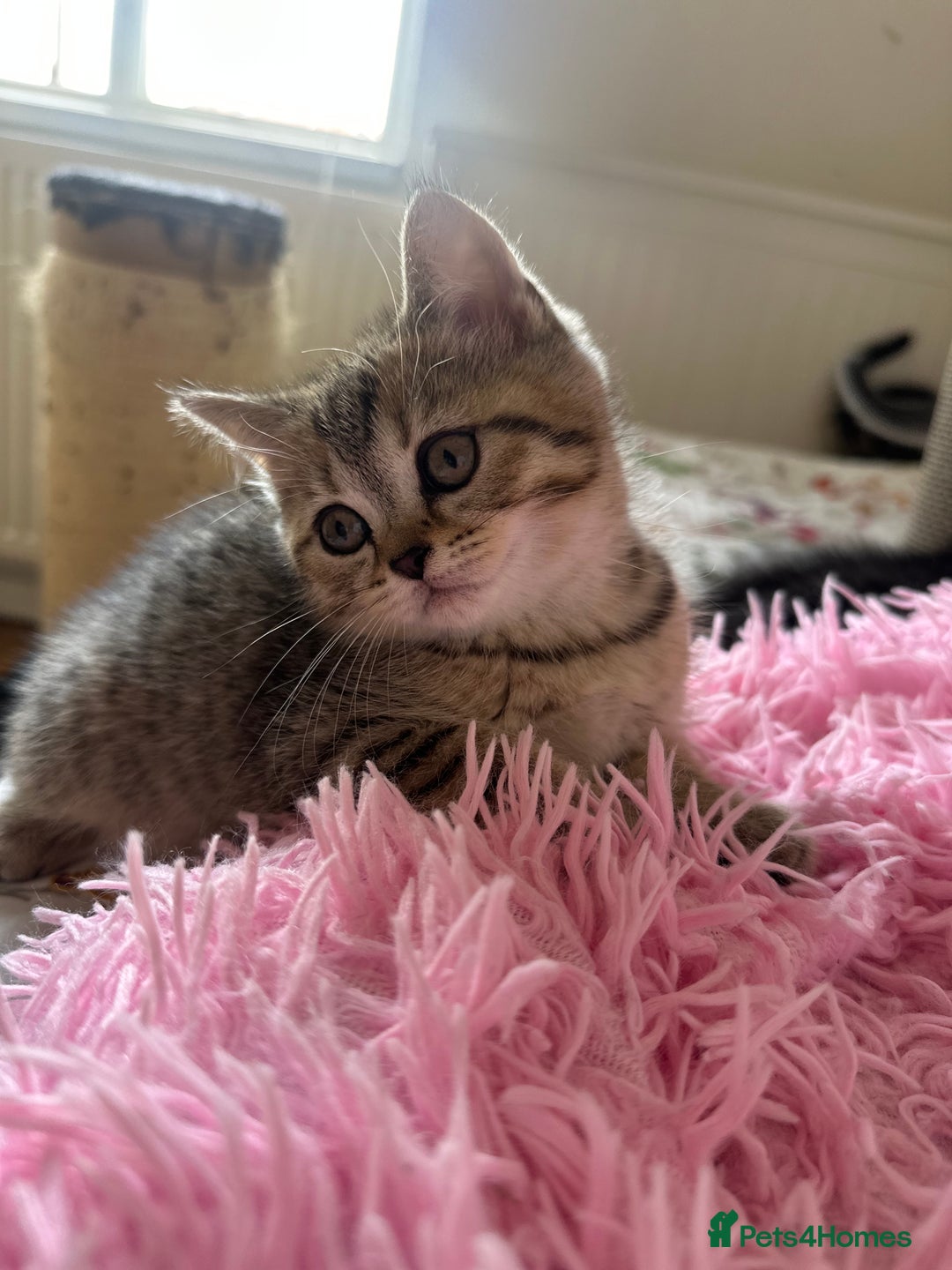 British Shorthair cats for sale: 5 Adorable British Shorthair Kittens - Image 39