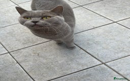 British Shorthair cats for sale: British Shorthair babies  - Image 21