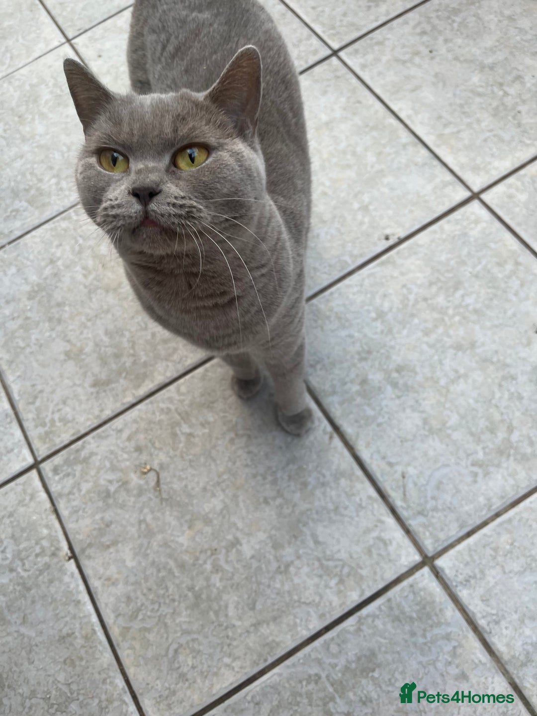 British Shorthair cats for sale: British Shorthair babies  - Image 21