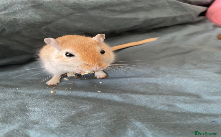 Gerbil rodents - Advert 1