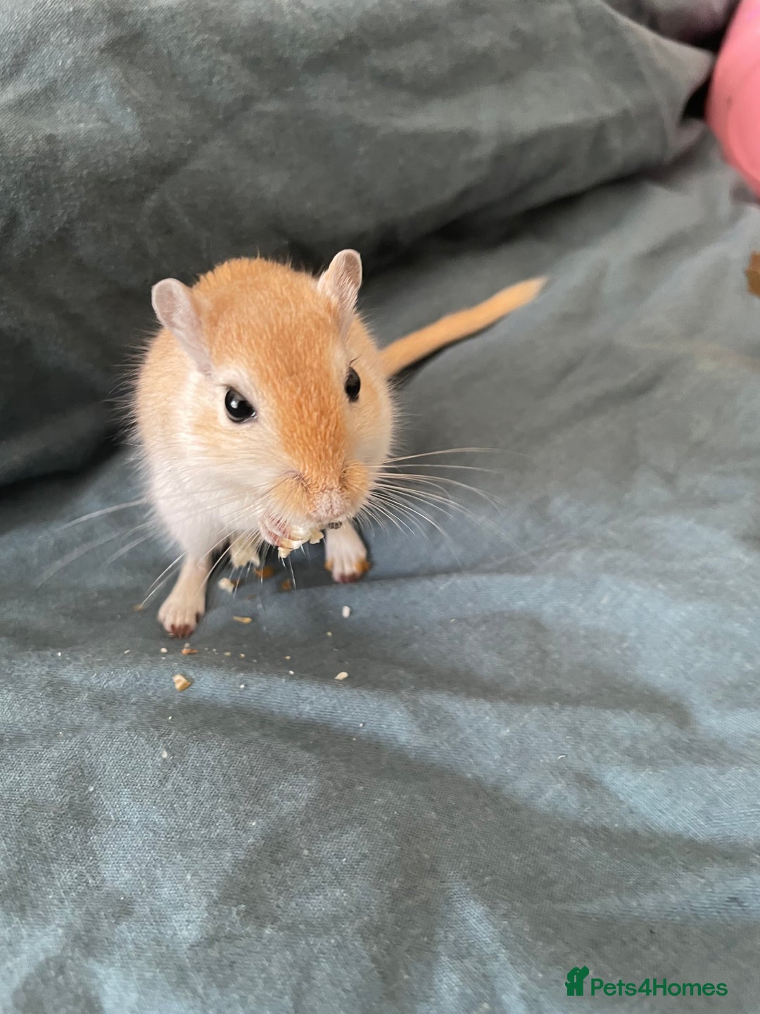 Gerbil rodents for sale: PLEASE HELP RECSUE MY GERBILE - Image 1