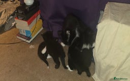 British Shorthair cats for sale: 2 tuxedo and 2 all black kittens for sale  - Image 13