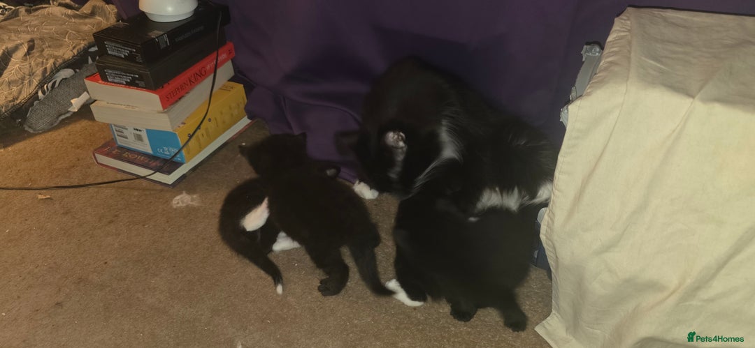 British Shorthair cats for sale: 2 tuxedo and 2 all black kittens for sale  - Image 13