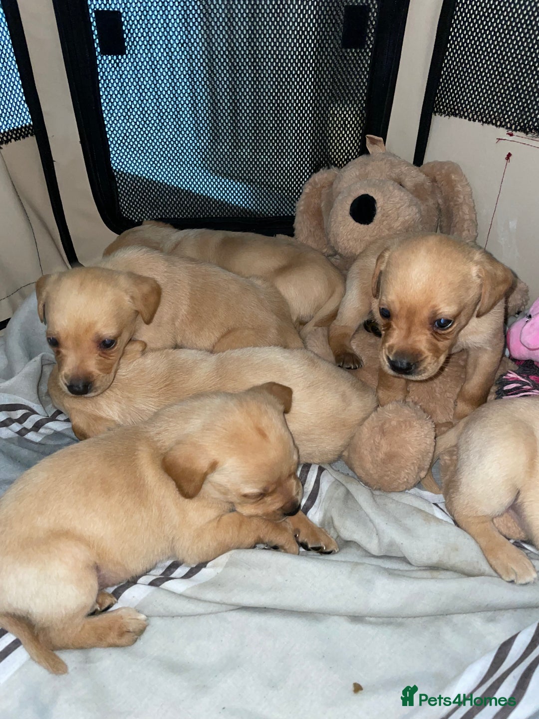 Labrador Retriever dogs for sale: Labrador puppies deposit secures - Advert 15