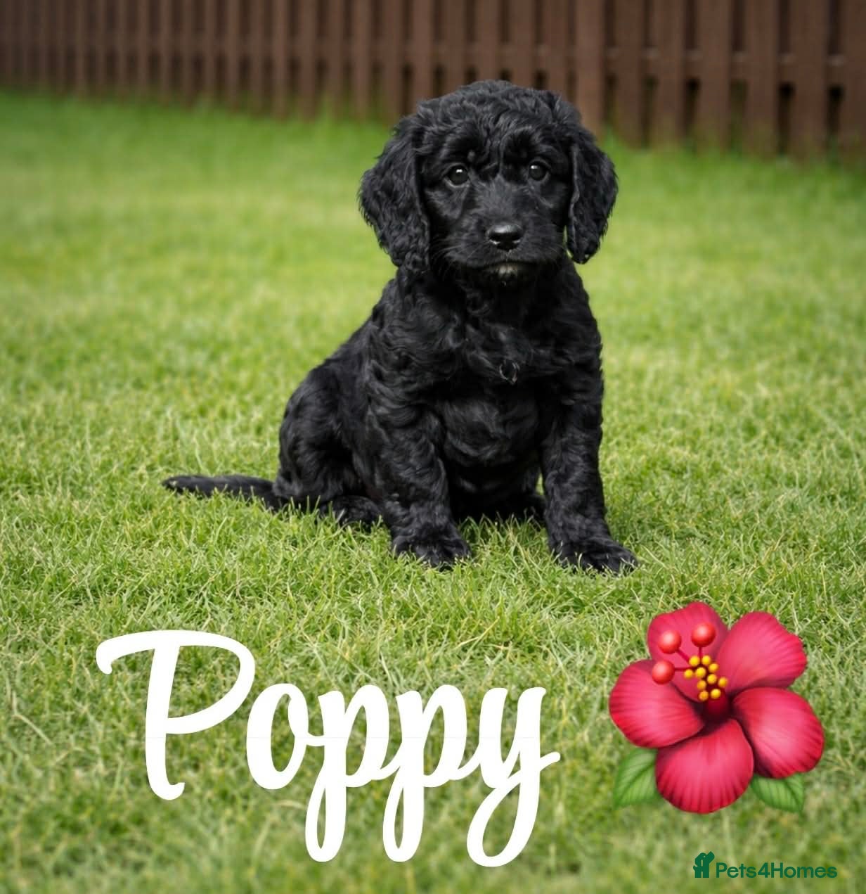 Cockapoo dogs F1b cockapoos READY TO GO only 2 left - Advert 2