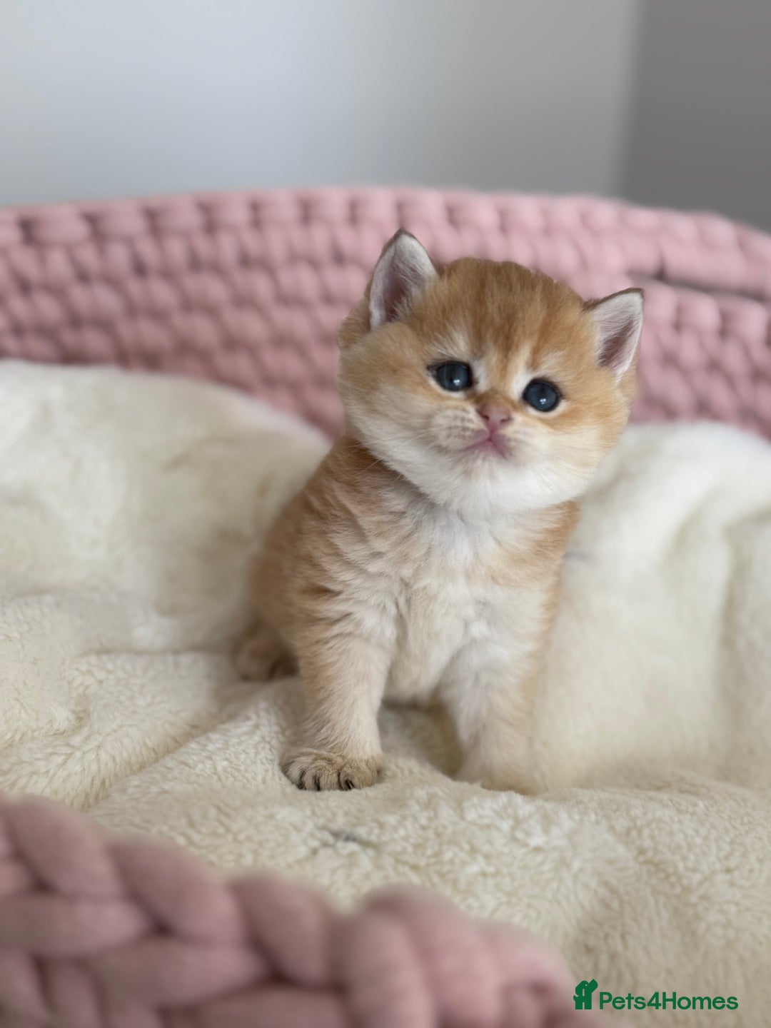 British Shorthair cats for sale: Golden Blue British Shorthair kittens  - Advert 25