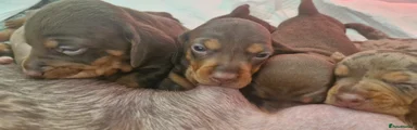 Dachshund Puppy 5