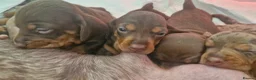 Dachshund dogs for sale: Beautiful minature Dachshund  - Advert 9
