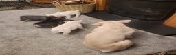 French Bulldog dogs for sale: Beautiful French Bulldog Puppies for sale - Advert 2