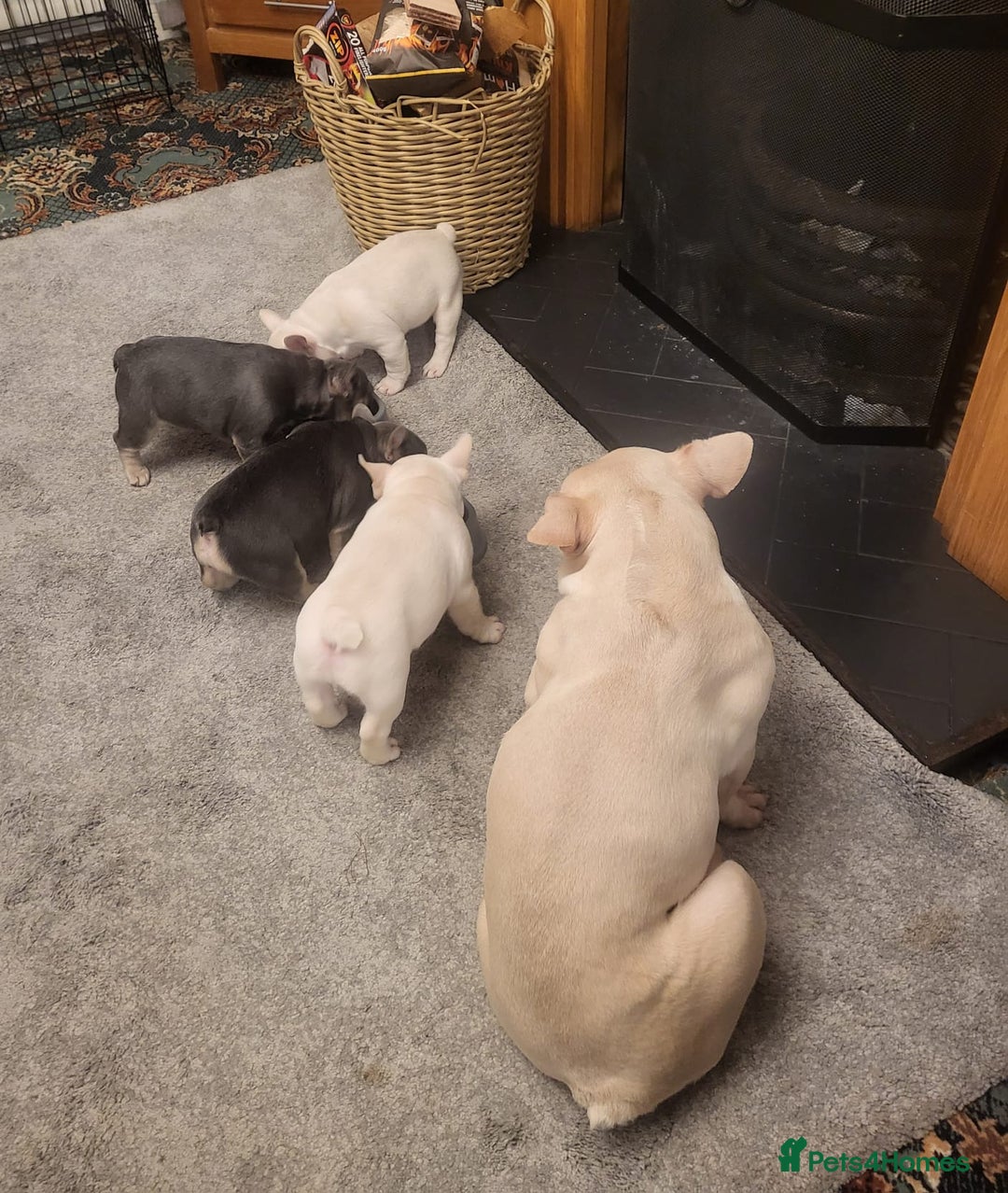 French Bulldog dogs for sale: Beautiful French Bulldog Puppies for sale - Advert 2