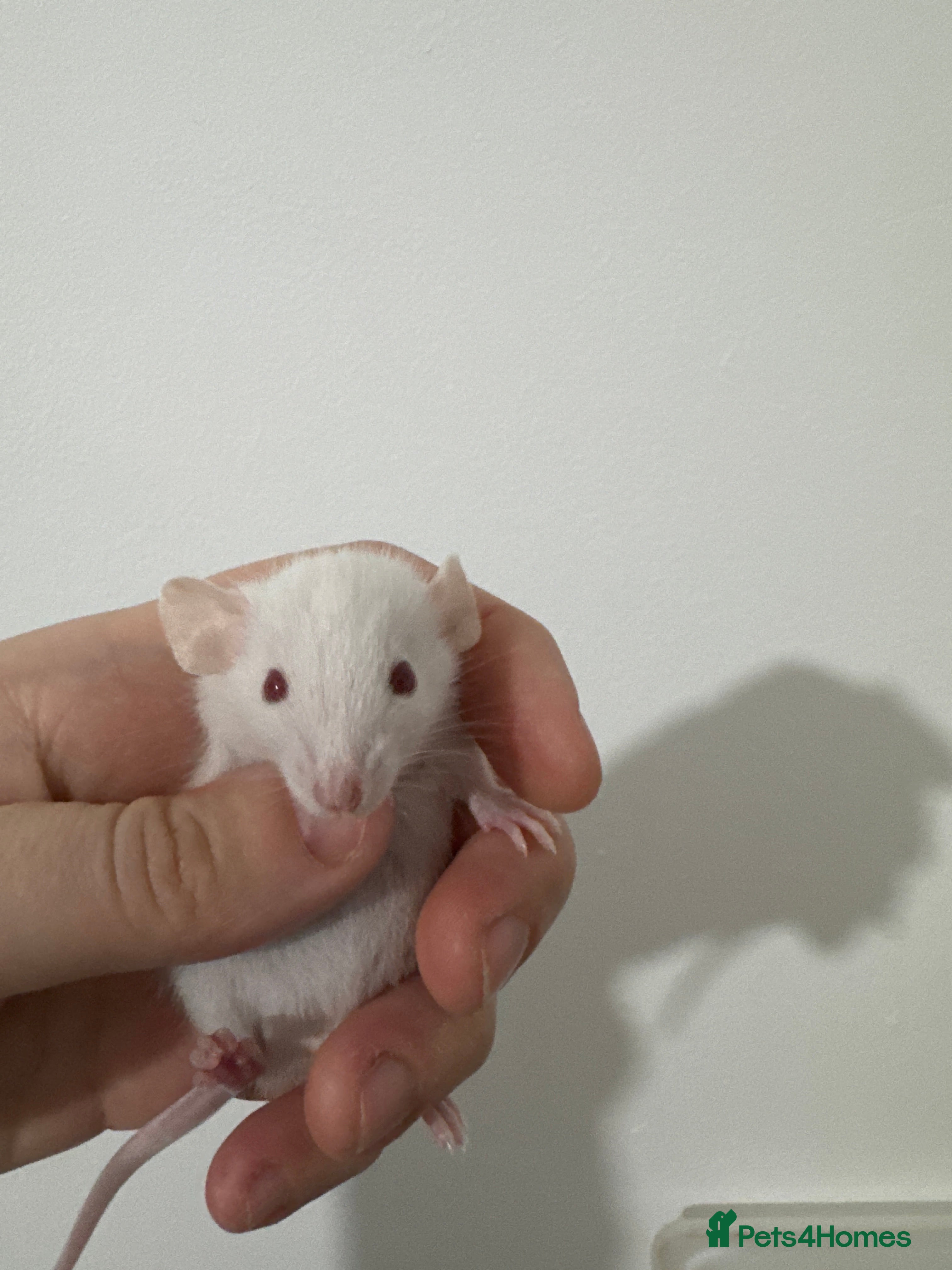 Rat rodents Baby dwarf rats males and female - Advert 4