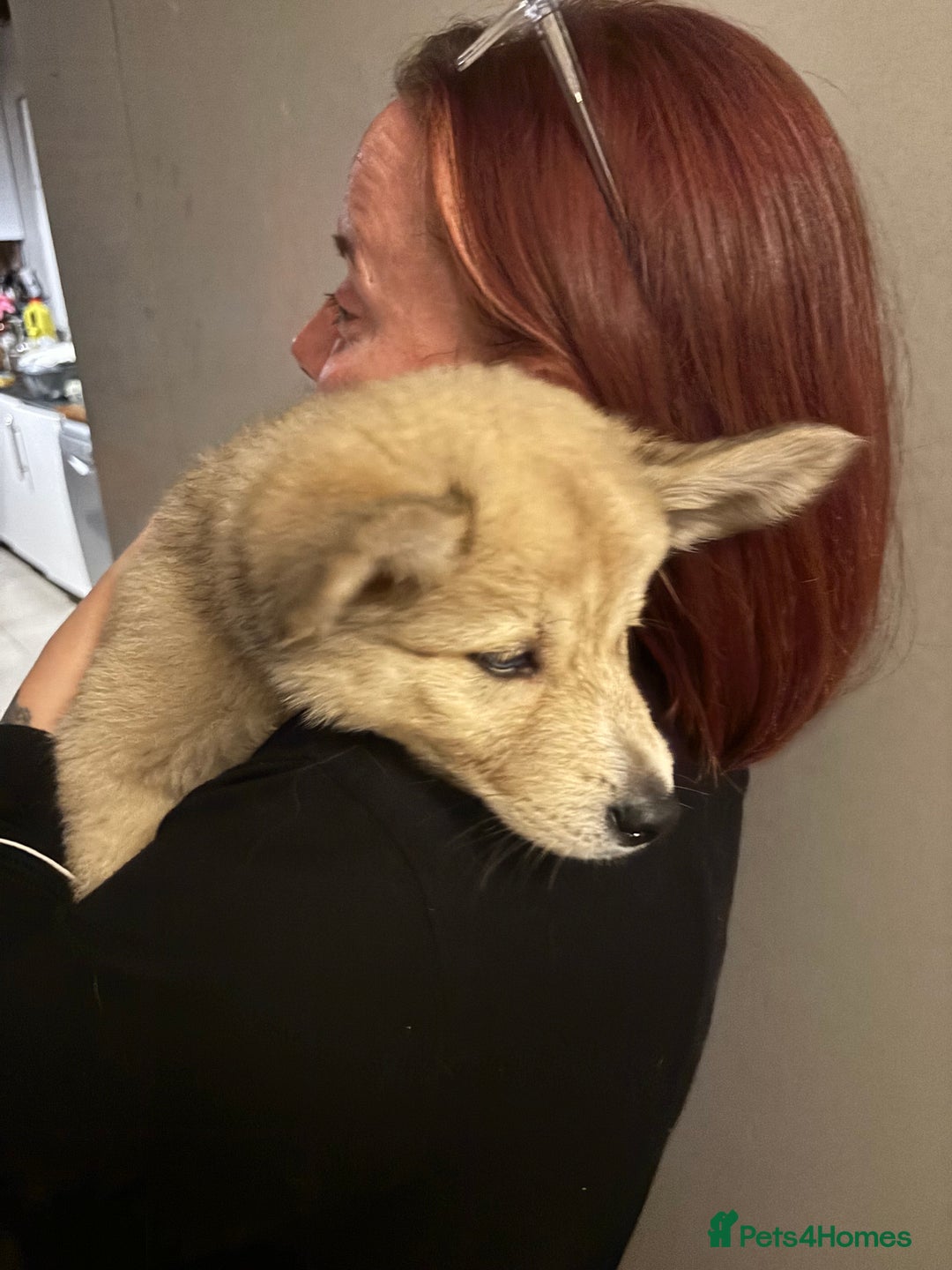 Pomsky dogs for sale: ✨ Adorable Blue-Eyed Pomsky Pups, 11 Weeks Old - Image 23