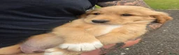 Nova Scotia Duck Tolling Retriever dogs for sale: 💛 Beautiful Golden/Nova Scotia puppies 💛 - Advert 4