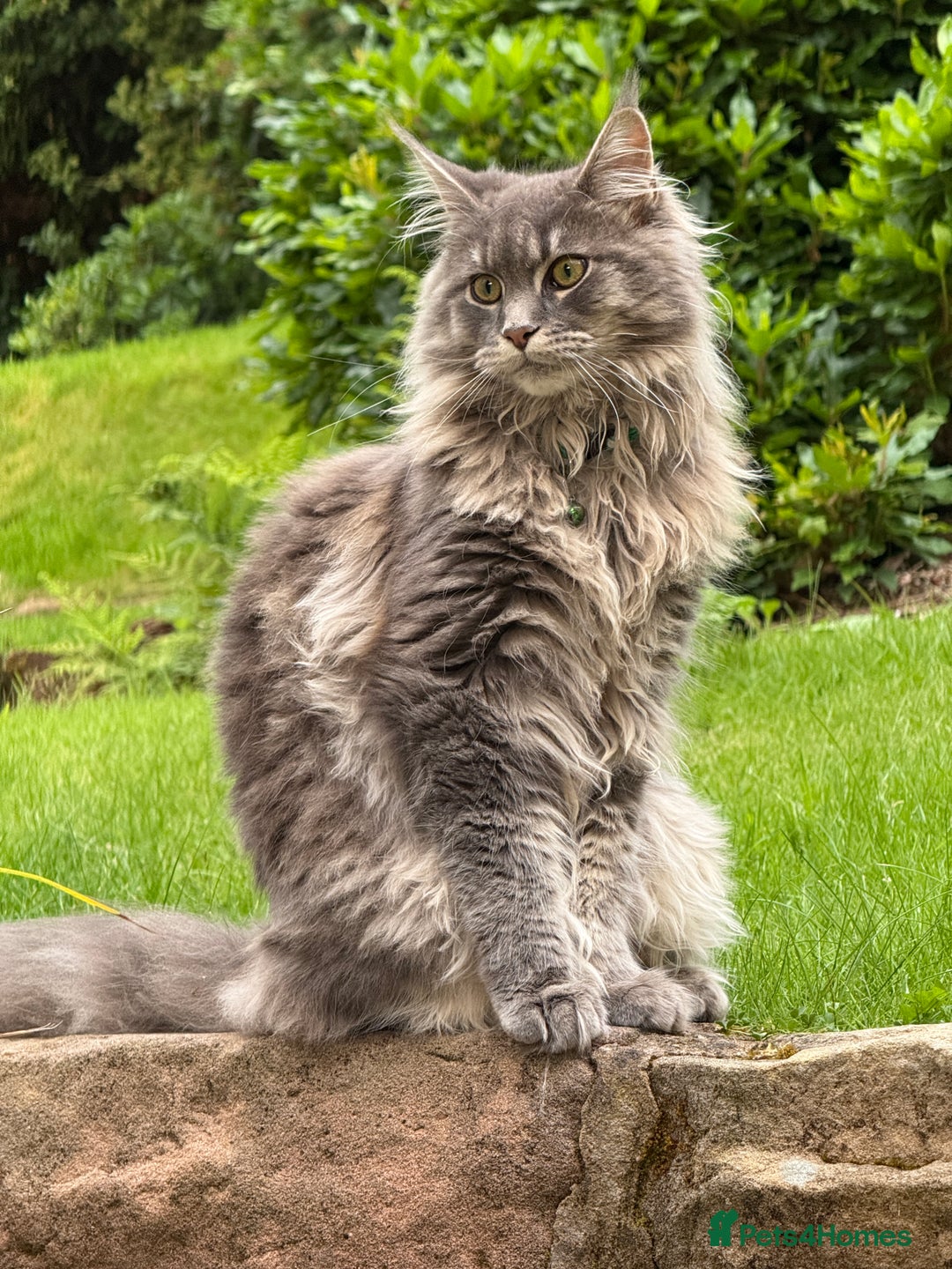 Maine Coon cats for sale: 1 year old male Maine Coon  - Advert 2
