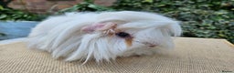 Guinea Pig rodents for sale: Female guinea pigs  - Advert 2