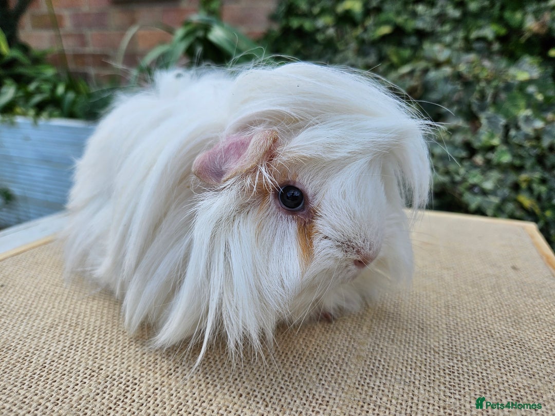 Guinea Pig rodents for sale: Female guinea pigs  - Advert 2