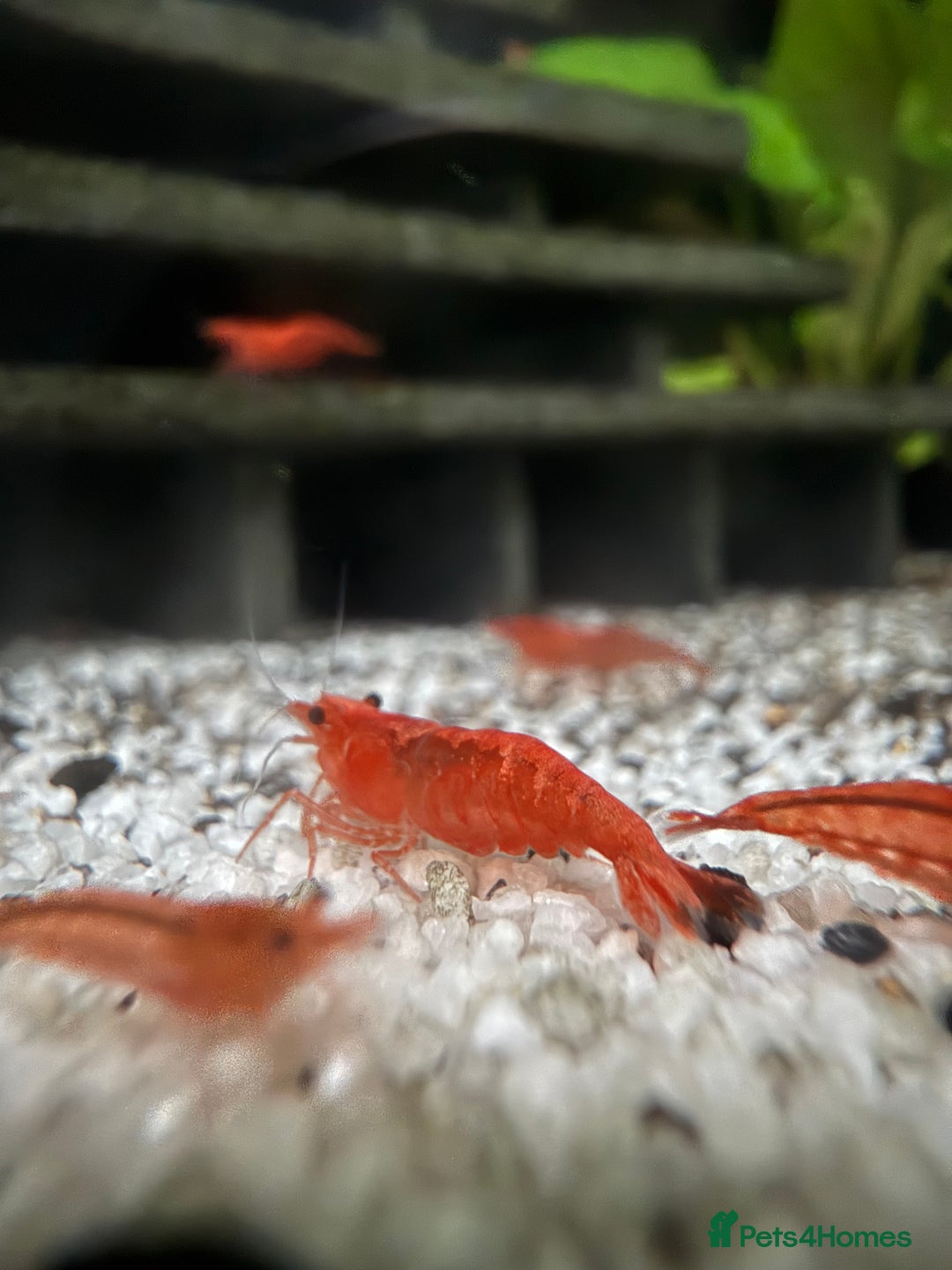 Shrimps fish for sale: Cherry shrimp 50p each  - Advert 1