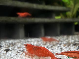 Shrimps fish Cherry shrimp 50p each - Advert 16