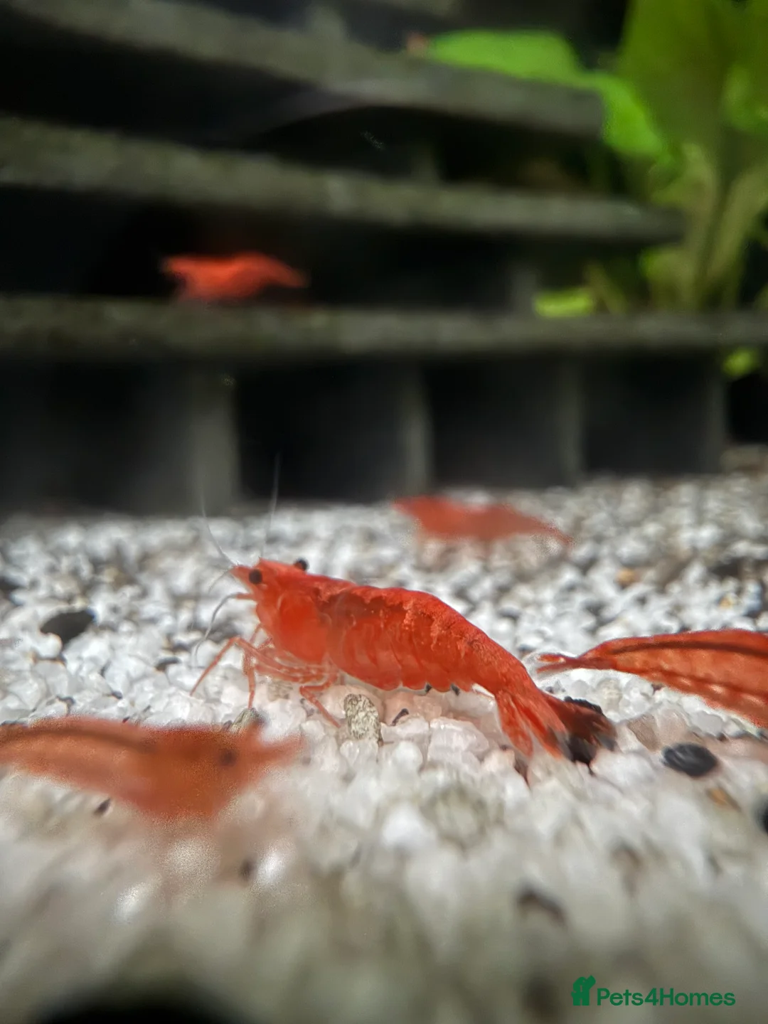 Shrimps fish for sale: Cherry shrimp 75p each  - Advert 1