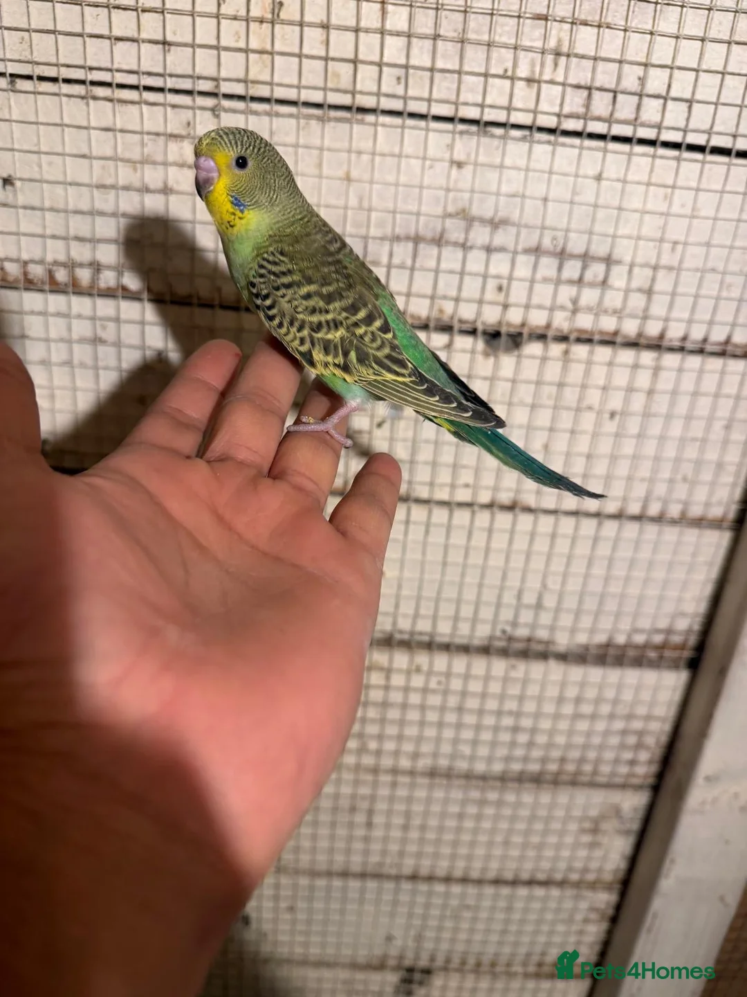 Budgerigars birds for sale: Budgies for sale £40 each collection mk404nn - Advert 8