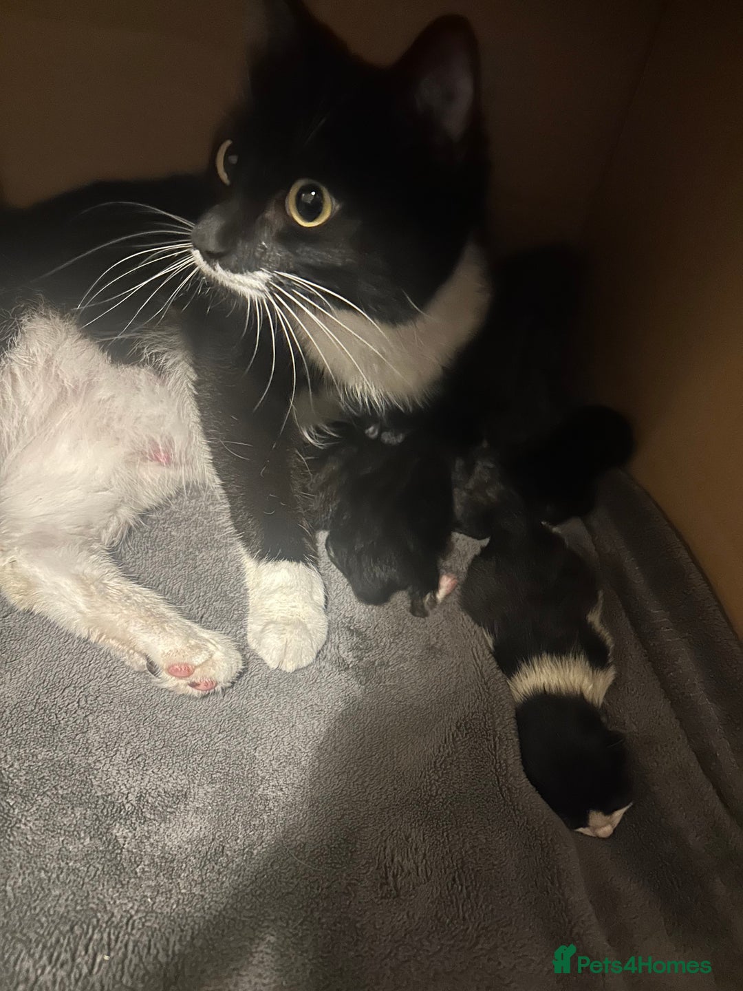 Domestic Shorthair cats for sale: Domestic short hair  - Image 14