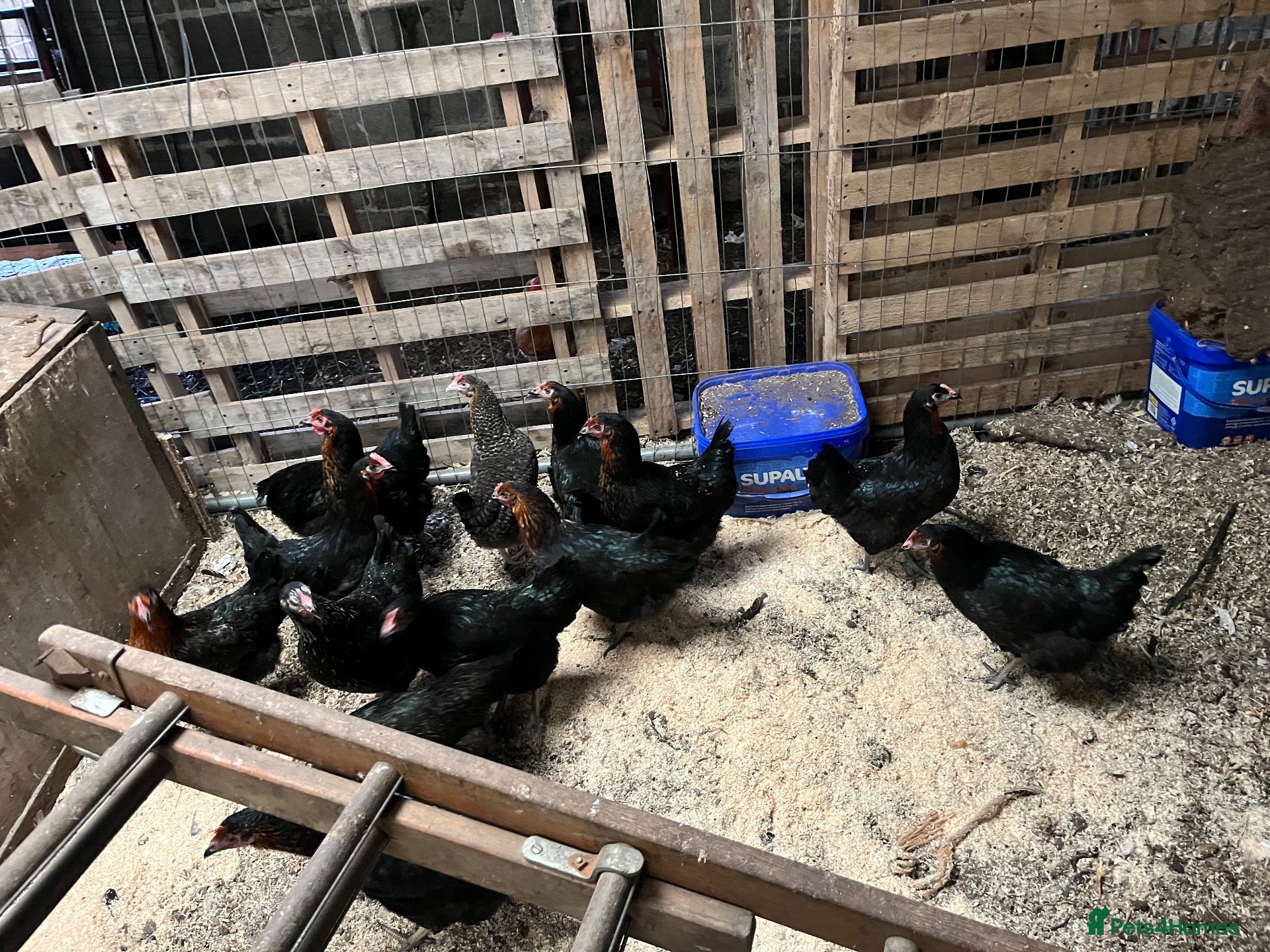 Chickens poultry for sale: Pol hybrids  - Advert 2