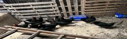 Chickens poultry for sale: Pol hybrids  - Advert 2
