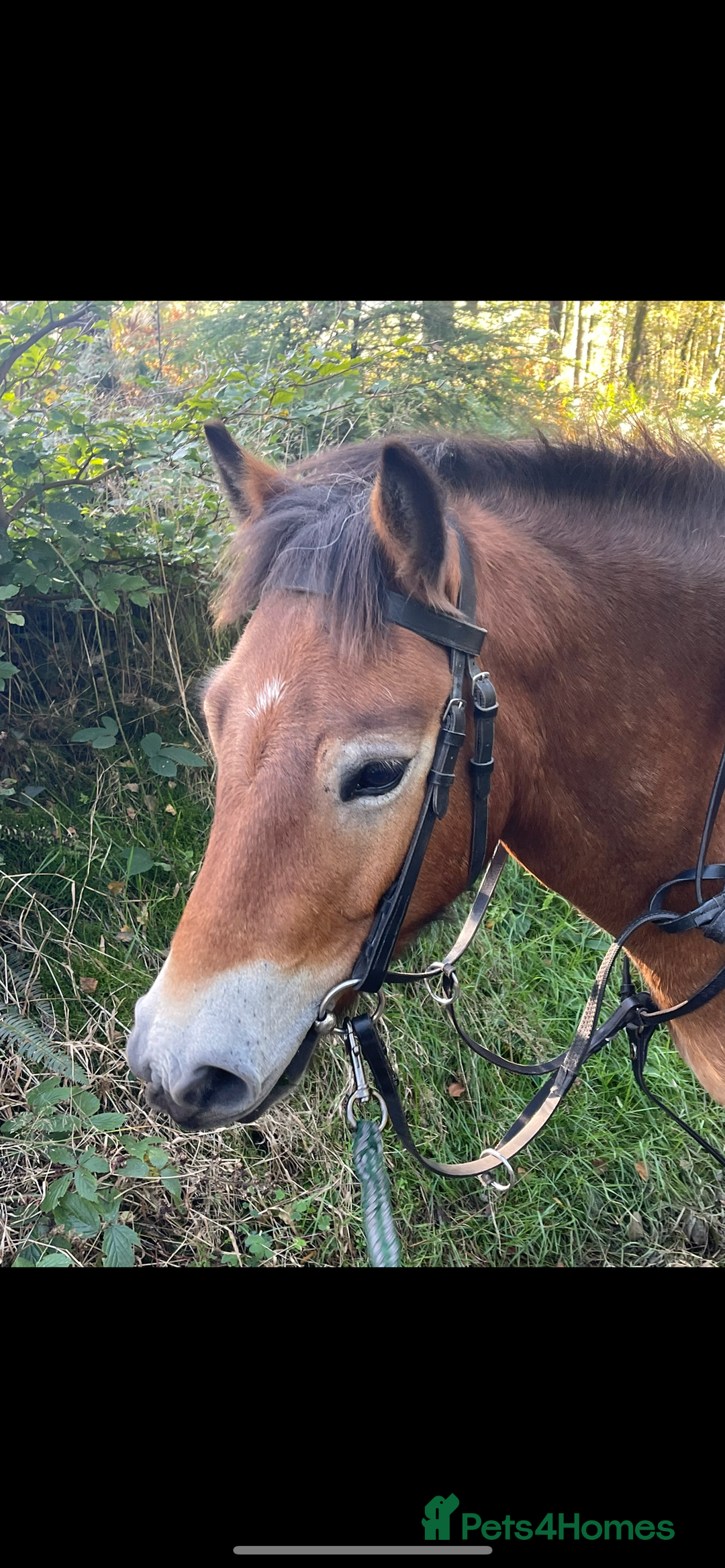 Exmoor horses for sale: Exmoor 12’1 gelding rising 6 drafted as a foal  - Advert 6