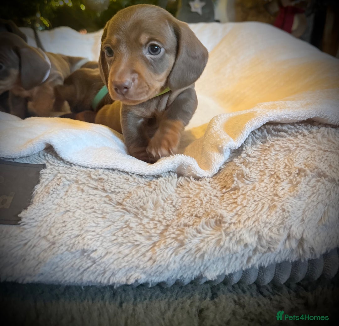 Miniature Dachshund dogs for sale: 3 girls Left Miniature Dachshund chocolate & tan - Advert 12