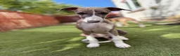 Whippet dogs for sale: Beautiful whippet boy💙 - Advert 9