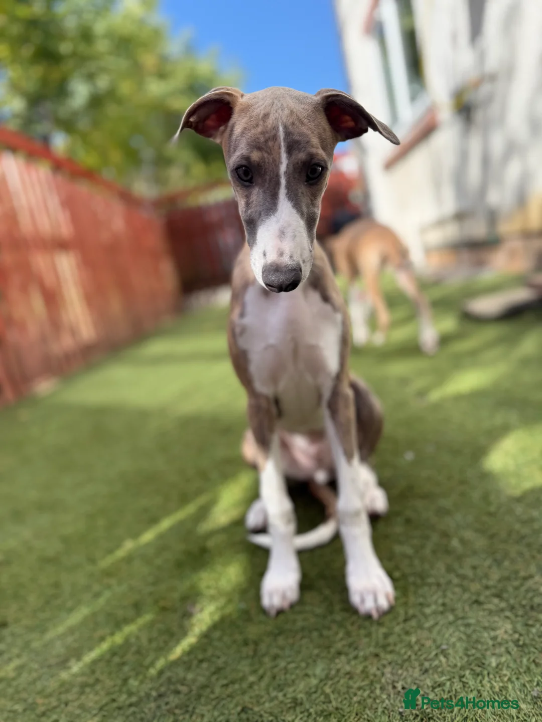 Whippet dogs for sale: Beautiful whippet boy💙 - Advert 9