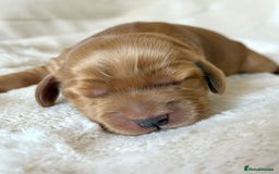 Cocker Spaniel dogs for sale: KC Reg Fully Health Tested Showline Cocker Spaniel - Image 33