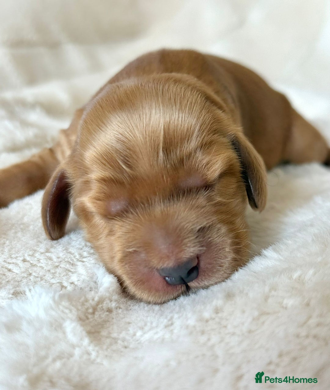 Cocker Spaniel dogs for sale: KC Reg Fully Health Tested Showline Cocker Spaniel - Image 33