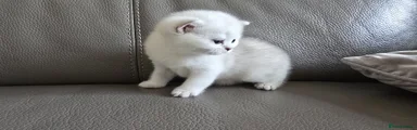 Kitten 1