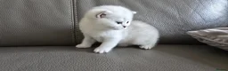 British Shorthair cats for sale: Beautiful Uniquely British Shorthair Kittens 🐾 - Advert 12