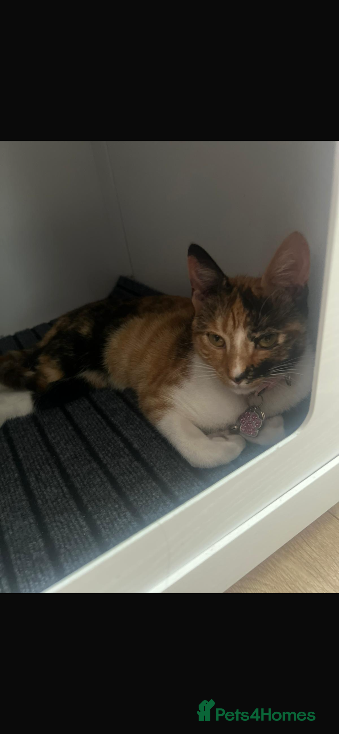 Mixed Breed cats for sale: ginger and black kittens - Advert 4