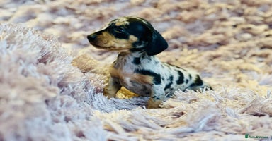 Miniature Dachshund dogs - Advert 11
