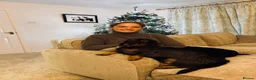 Miniature Dachshund dogs for stud: Stud: KCReg Miniature Wirehaired Dachshund/Teckel in Ryton - Advert 11