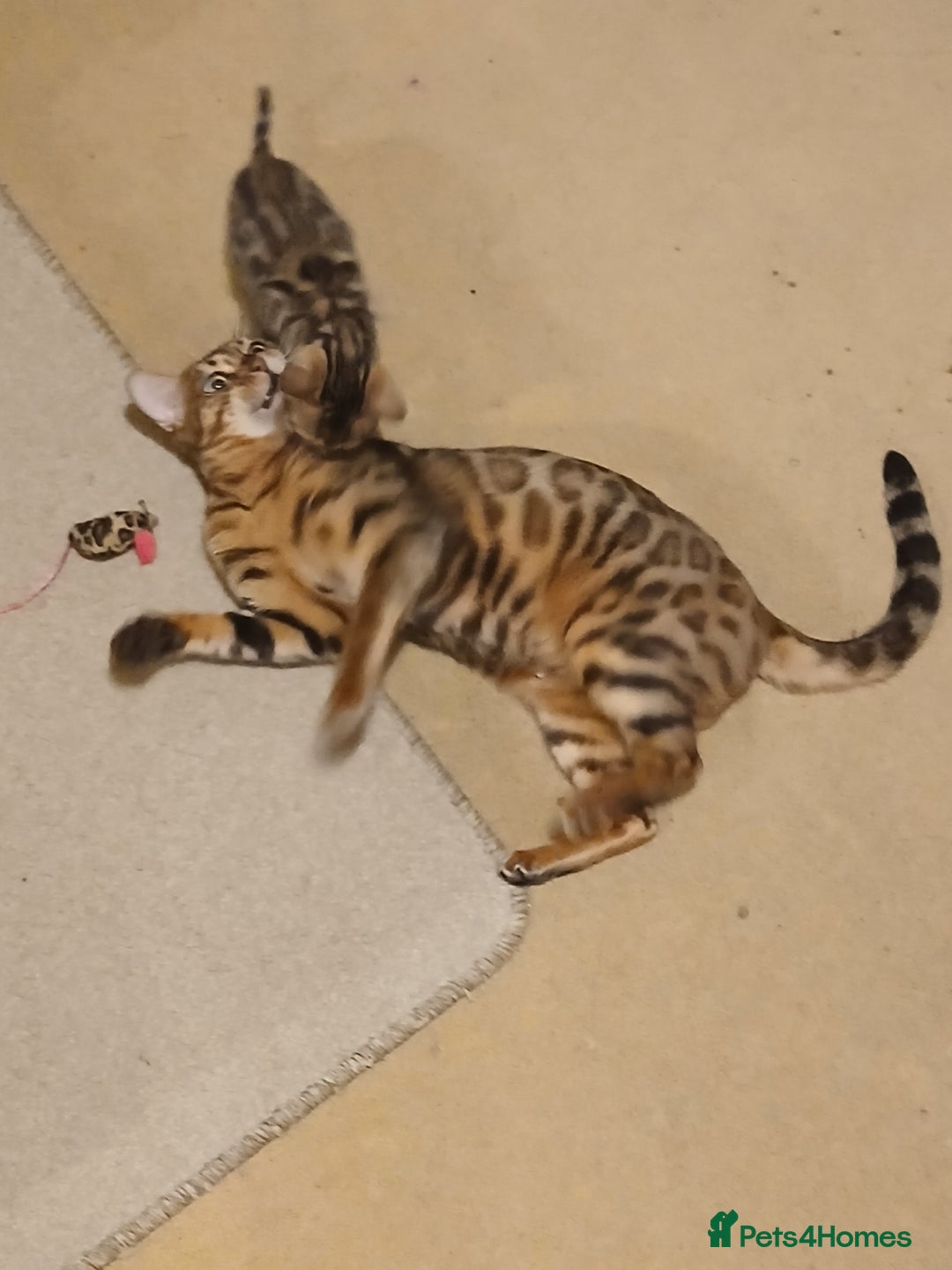 Bengal cats for sale: Family Raised TICA Bengal Kittens - Advert 3