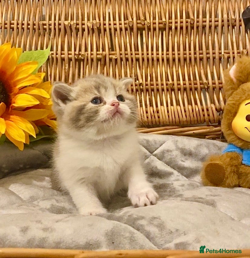 Scottish Fold cats 🧸QUALITY TICA REG FAWN SCOTTISH/BSH 😻🧸 - Advert 5